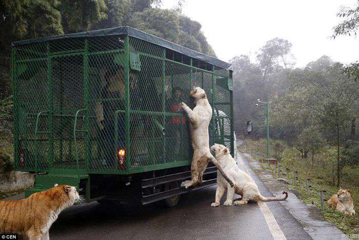 در باغ وحش طبیعی Lehe Ledu چین، گردشگران با ماشین وارد محوطه می‌شوند و حیوانات آزاد را بازدید می‌کنند!
